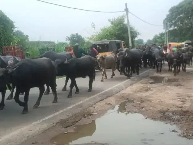 LIVESTOCK OWNERS REACHED TEGHRA BAL WITH CATTLE