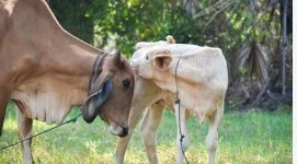 ENDING COW SALUGHTER FOR TURE FREEDOM
