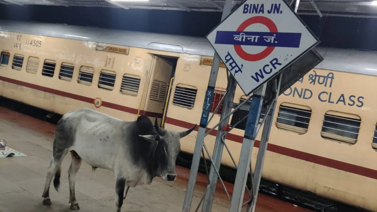 बीना स्टेशन पर यात्रियों की सुरक्षा पर सवाल, प्लेटफॉर्म पर बेखौफ घूम रहे सांड