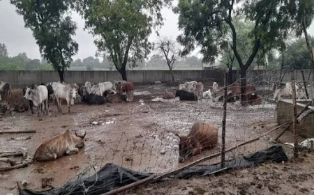 गाय हमारी माता है, फिर गौशालाओं में ये हाल क्यों? बदायूं की घटना ने खड़े किए गो-संरक्षण व्यवस्था पर सवाल