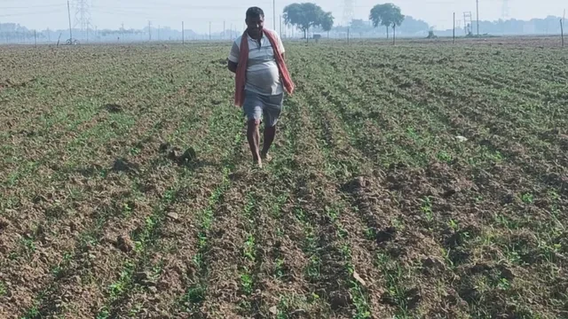 FARMERS EXPECT BUMBER PROFIT FROM GREEN PEAS