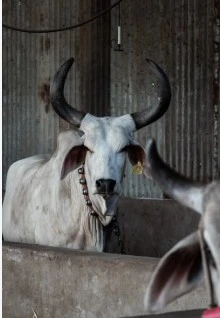 NAVRATRI: A SACRED CALL TO PROTECT THE COW—GO-SAMMAN AHWAN ABHIYAN AND THE PATH TO COLLECTIVE ACTION