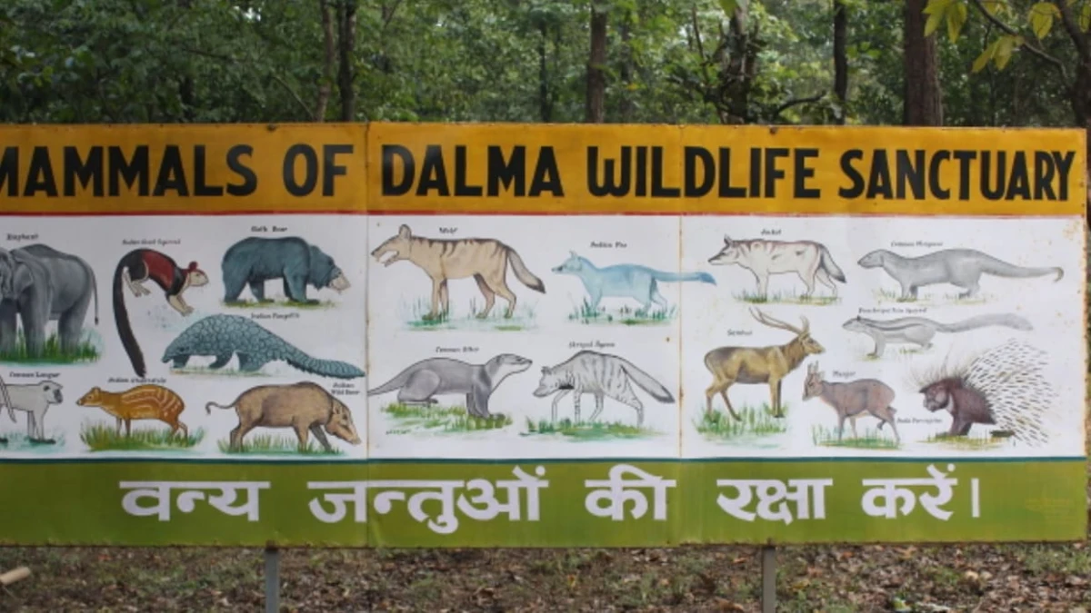 दलमा अभयारण्य में अवैध निर्माण पर सख्त हुई केंद्रीय समिति, वन विभाग से मांगा जवाब
