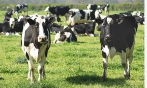 DNA TESTING  OF CATTLE