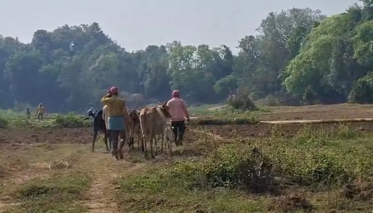 CATTLE SMUGGLING INTENSIFIES
