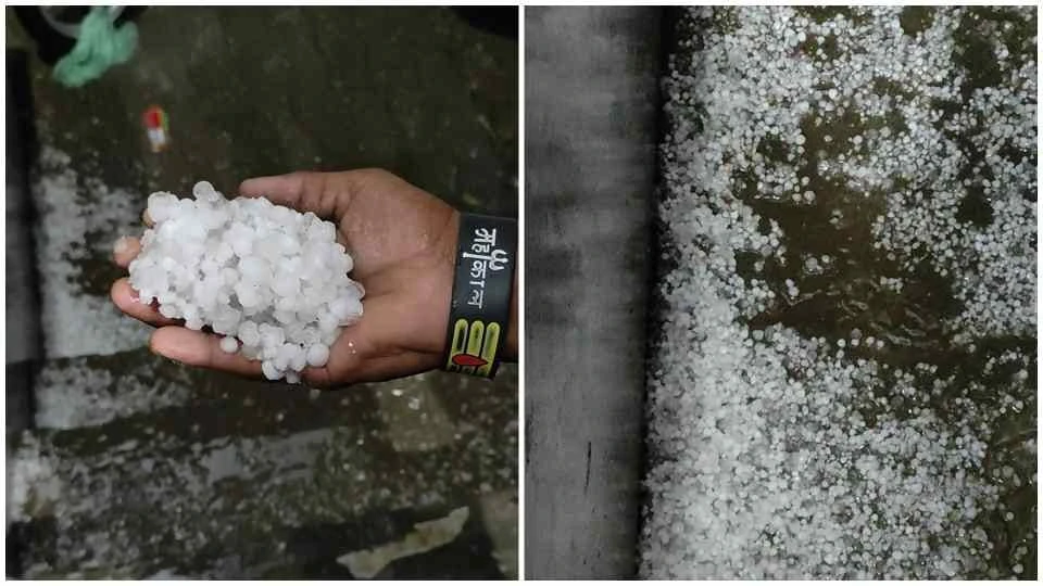 हरियाणा में ओलावृष्टि से बदला मौसम, धान की फसल पर संकट; मुआवजे की मांग