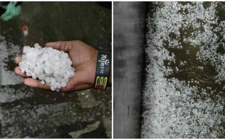 हरियाणा में ओलावृष्टि से बदला मौसम, धान की फसल पर संकट; मुआवजे की मांग