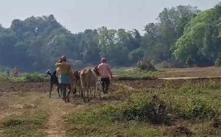 CATTLE SMUGGLING INTENSIFIES