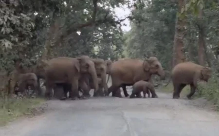 52 हाथियों के झुंड से गांव में दहशत, स्कूल-हॉस्टल खाली; फसलें बर्बाद होने से किसान परेशान