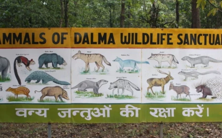 दलमा अभयारण्य में अवैध निर्माण पर सख्त हुई केंद्रीय समिति, वन विभाग से मांगा जवाब