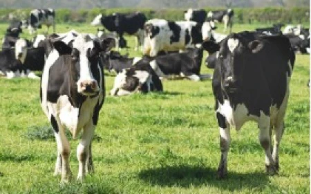DNA TESTING  OF CATTLE