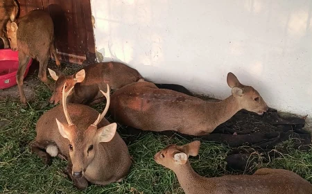 बाढ़ के पानी में बहकर मुजफ्फरपुर पहुंचा कई हिरण, वन विभाग ने सभी को सुरक्षित किया रेस्क्यू