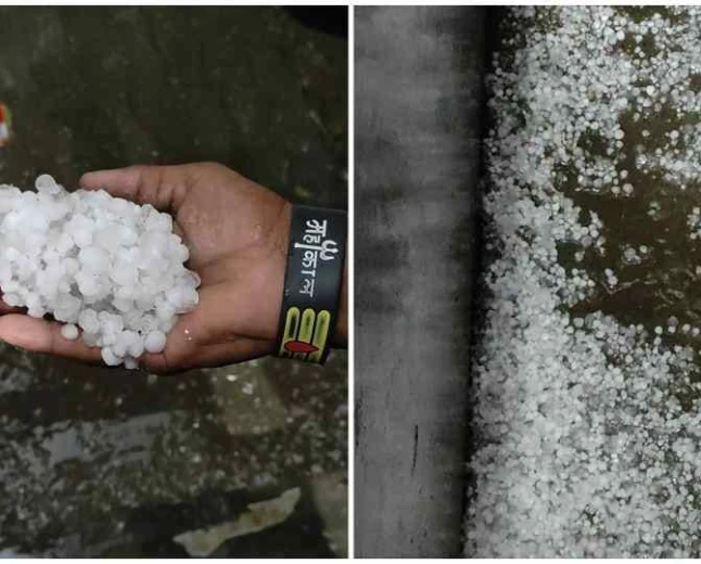 हरियाणा में ओलावृष्टि से बदला मौसम, धान की फसल पर संकट; मुआवजे की मांग