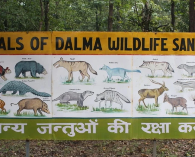 दलमा अभयारण्य में अवैध निर्माण पर सख्त हुई केंद्रीय समिति, वन विभाग से मांगा जवाब